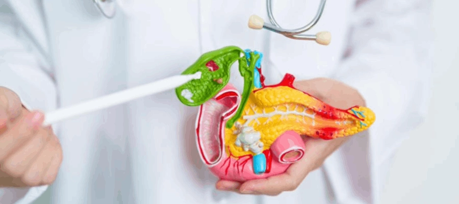 médico mostrando para o paciente onde fica a vesícula com um modelo 3d do trato biliar