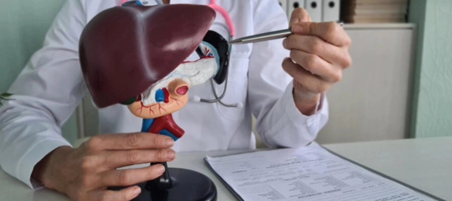 um médico segurando um modelo de um fígado