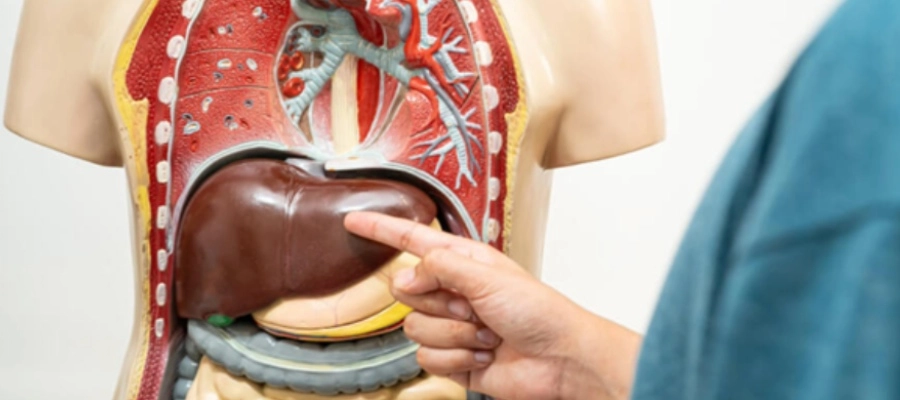 uma pessoa apontando para um modelo do corpo humano
