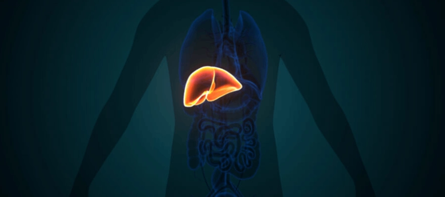 ilustração 3d da anatomia humana com o fígado em destaque