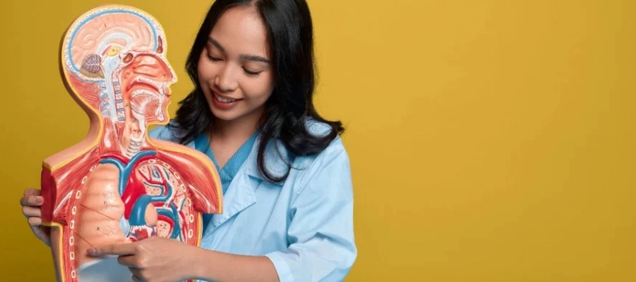 Profissional de saúde segurando modelo anatômico do corpo humano, apontando para a região abdominal onde está localizado o fígado, órgão avaliado pelos exames de TGO e TGP